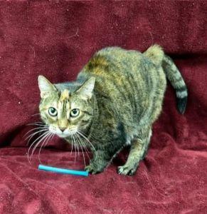 Enlarge Gucci, a ADOPTABLE Domestic Short Hair in Bucyrus, OH image 2/3