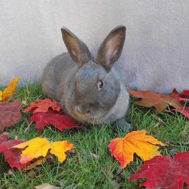 Lincoln (South Surrey), Adoptable, Young Male Bunny Rabbit.