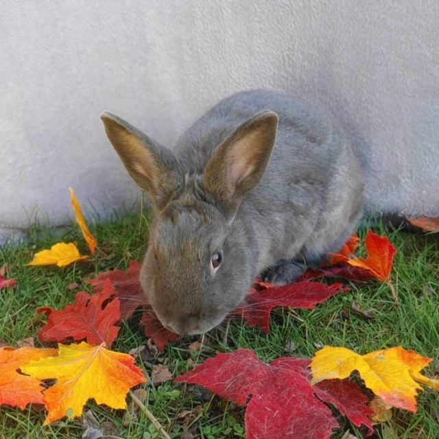 Enlarge Lincoln (South Surrey), a Adoptable mixed breed in Vancouver, BC image 2/2