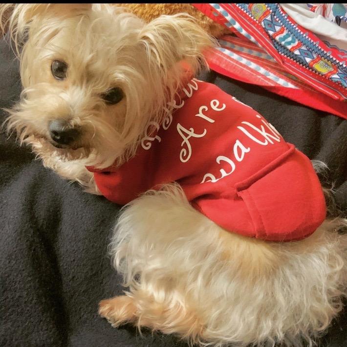 Khloe, Adoptable, Senior Female Yorkshire Terrier.