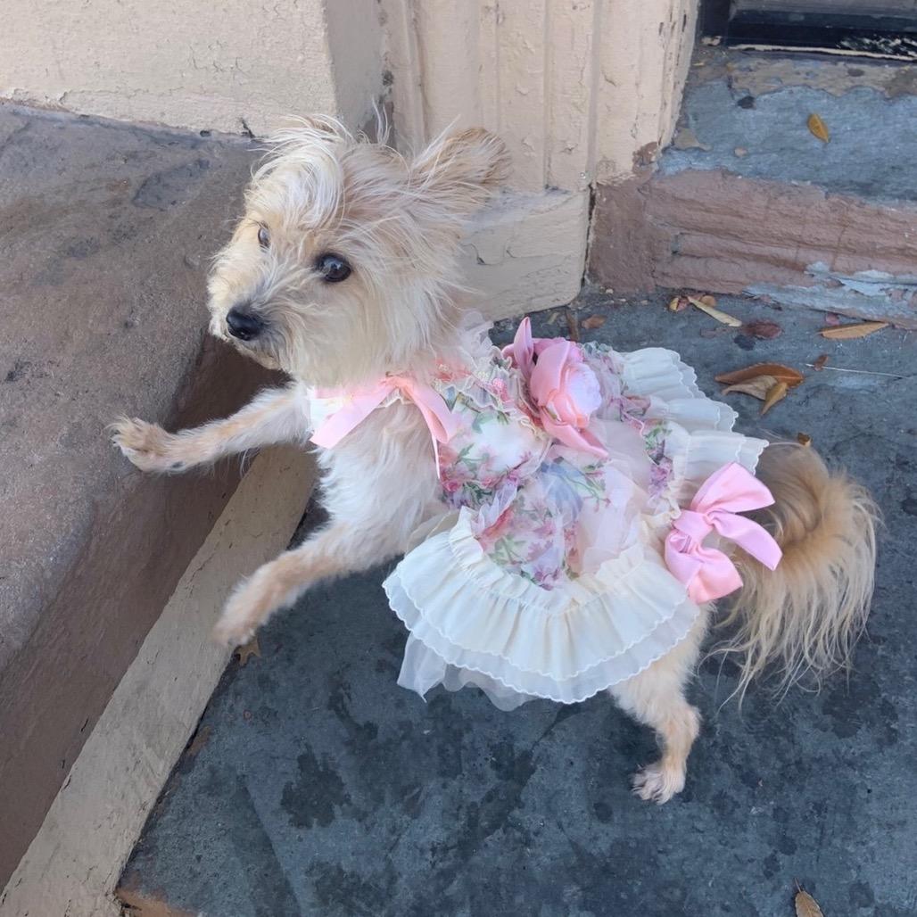 Enlarge Khloe, a Adoptable Yorkshire Terrier in Jersey City, NJ image 2/3