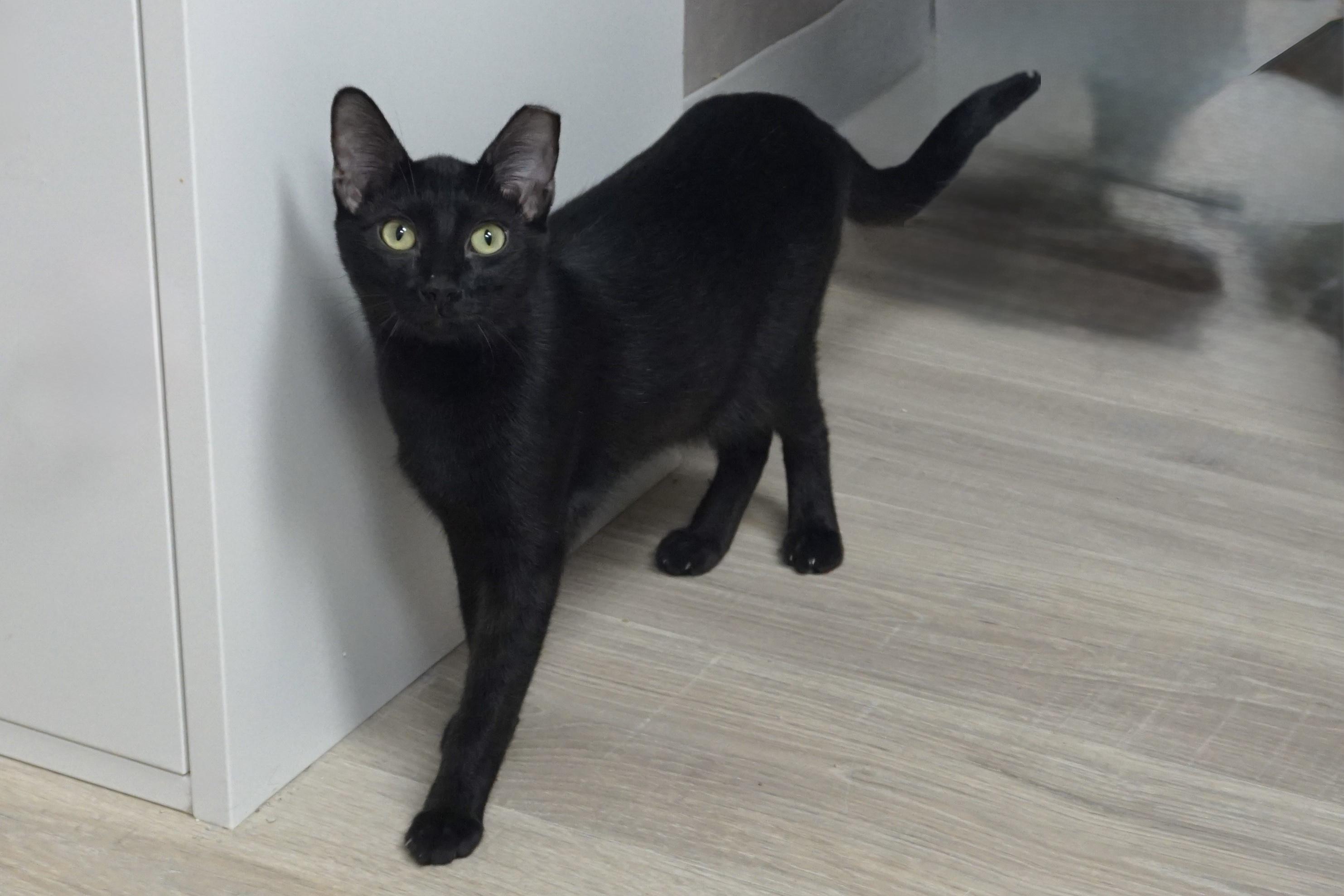 Slushie, a Adoptable Domestic Short Hair in Fountain Hills, AZ image 2/6