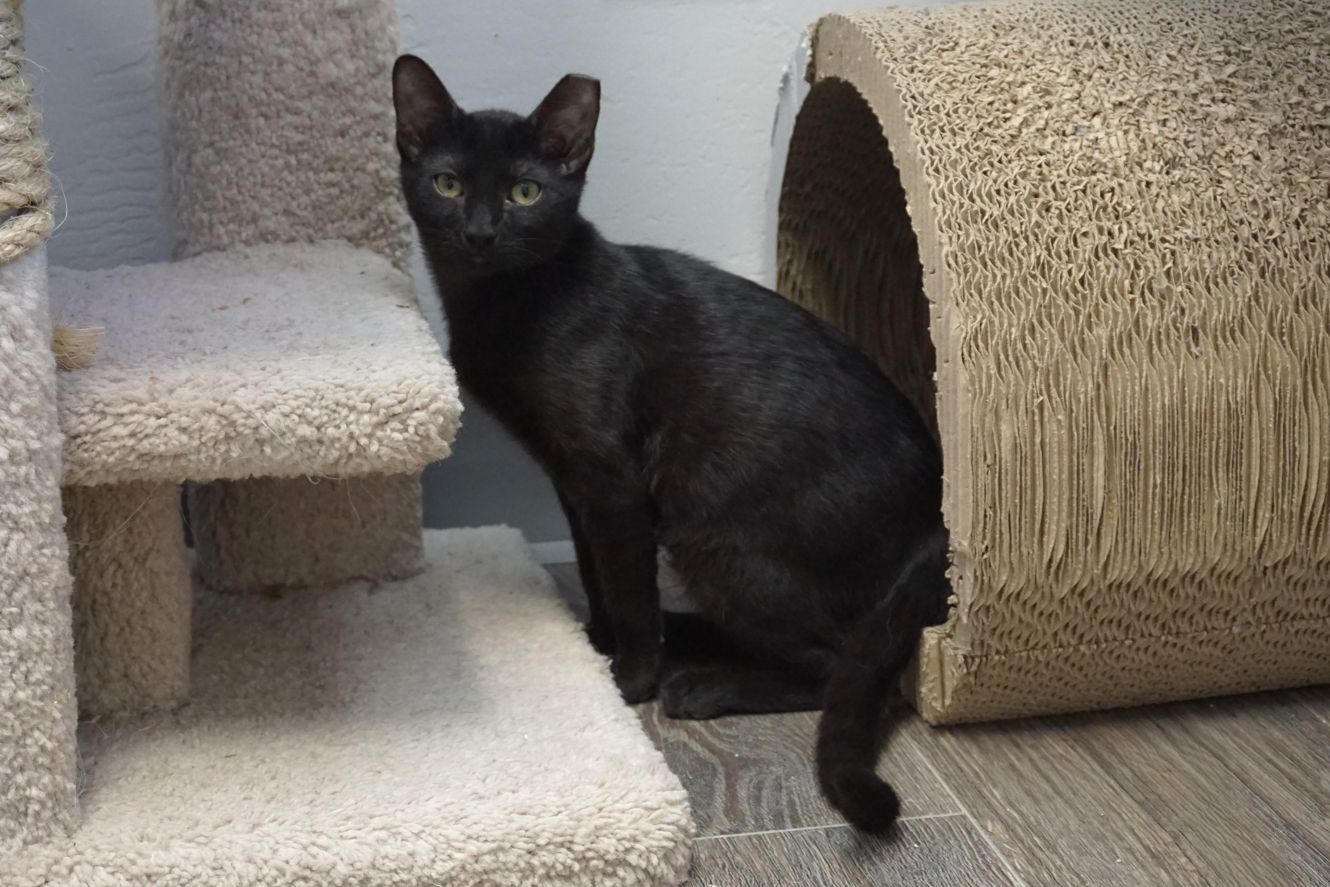 Slushie, a Adoptable Domestic Short Hair in Fountain Hills, AZ image 4/6