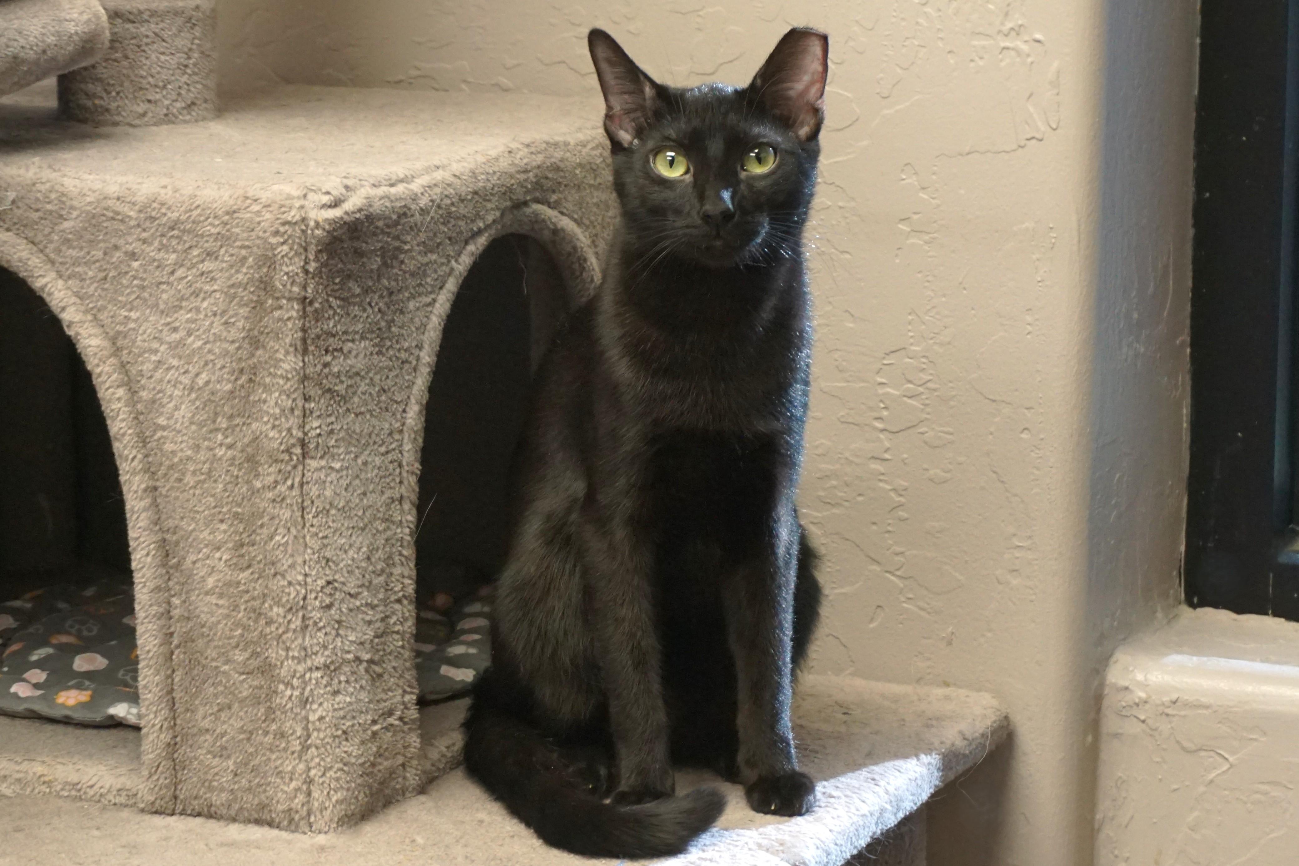 Slushie, a Adoptable Domestic Short Hair in Fountain Hills, AZ image 3/6