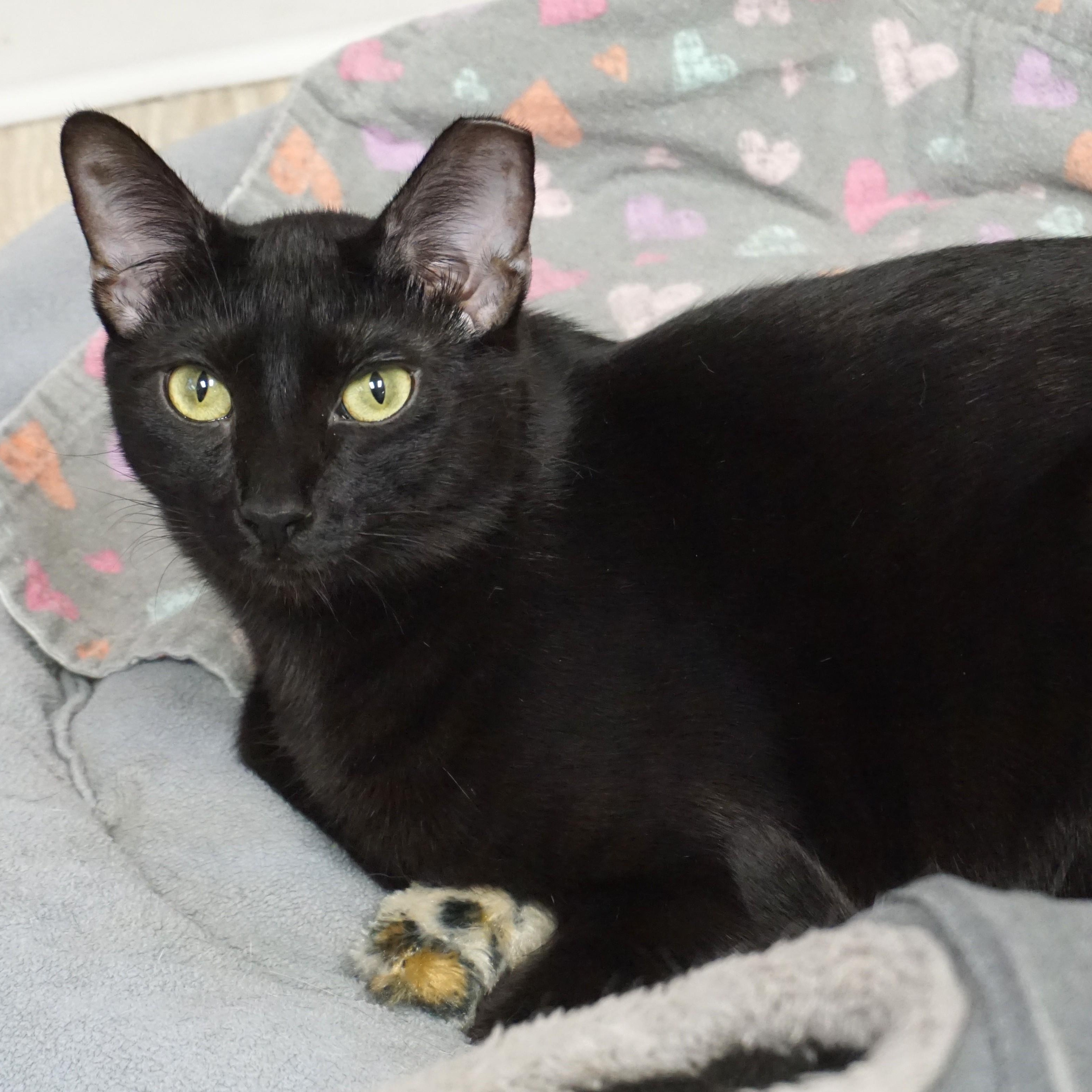 Slushie, Adoptable, Young Male Domestic Short Hair.