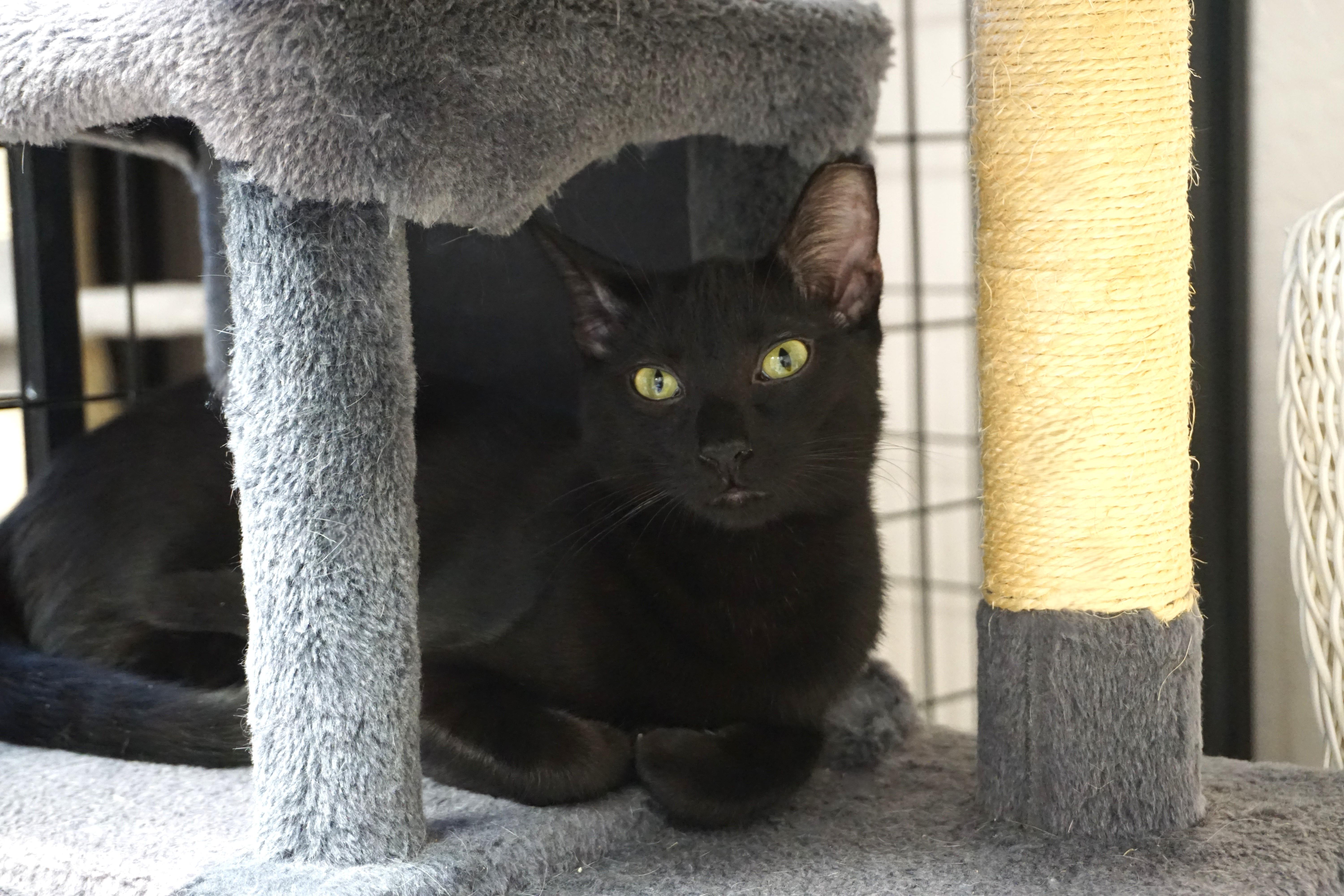 Slushie, a Adoptable Domestic Short Hair in Fountain Hills, AZ image 6/6