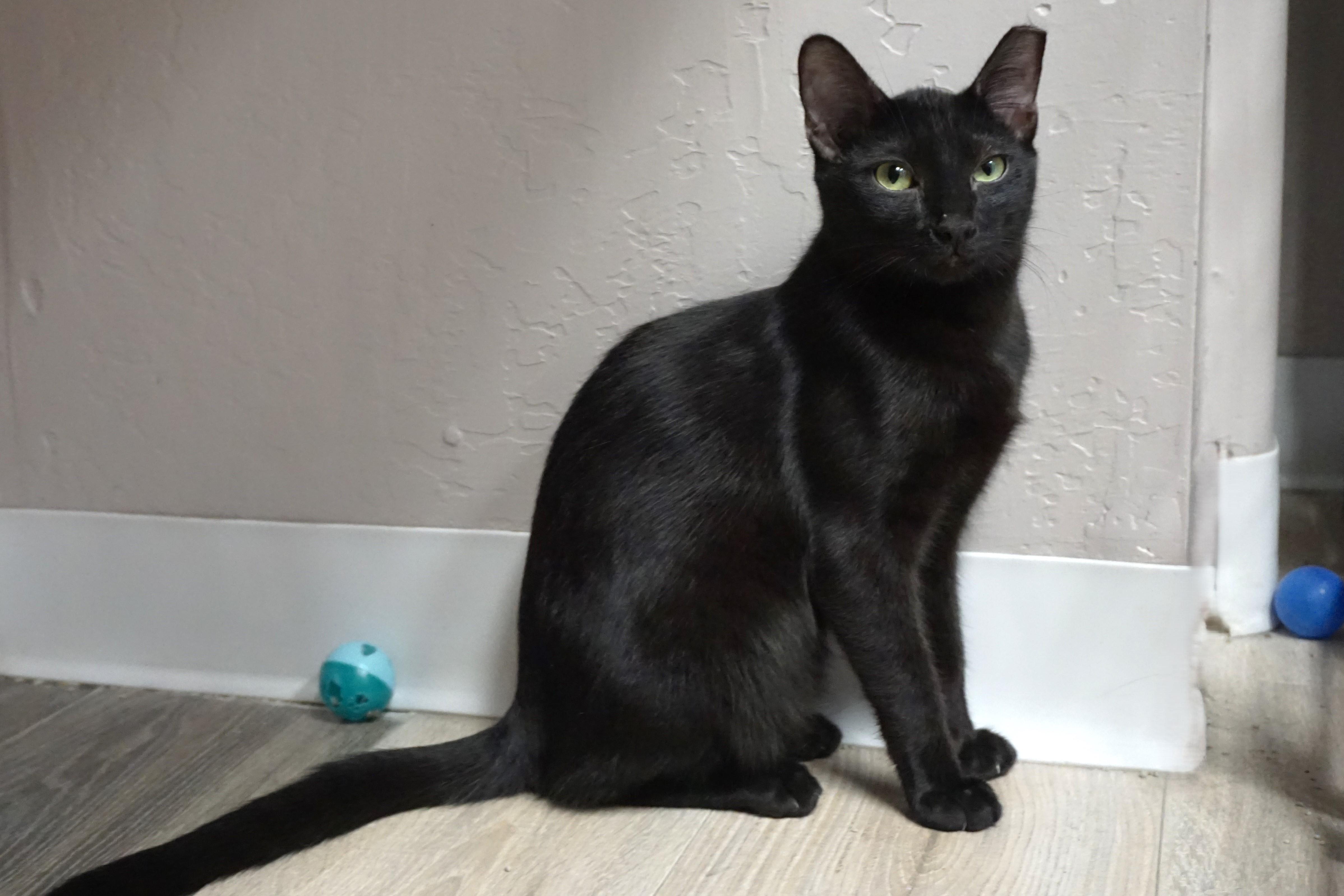 Slushie, a Adoptable Domestic Short Hair in Fountain Hills, AZ image 1/6