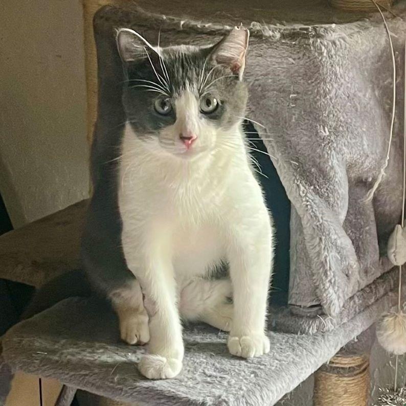 Mr. Kitters photo 2