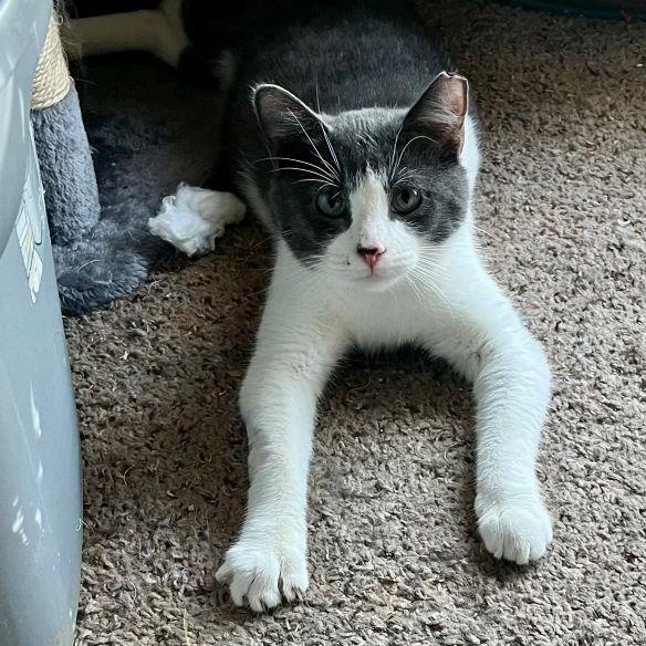 Mr. Kitters