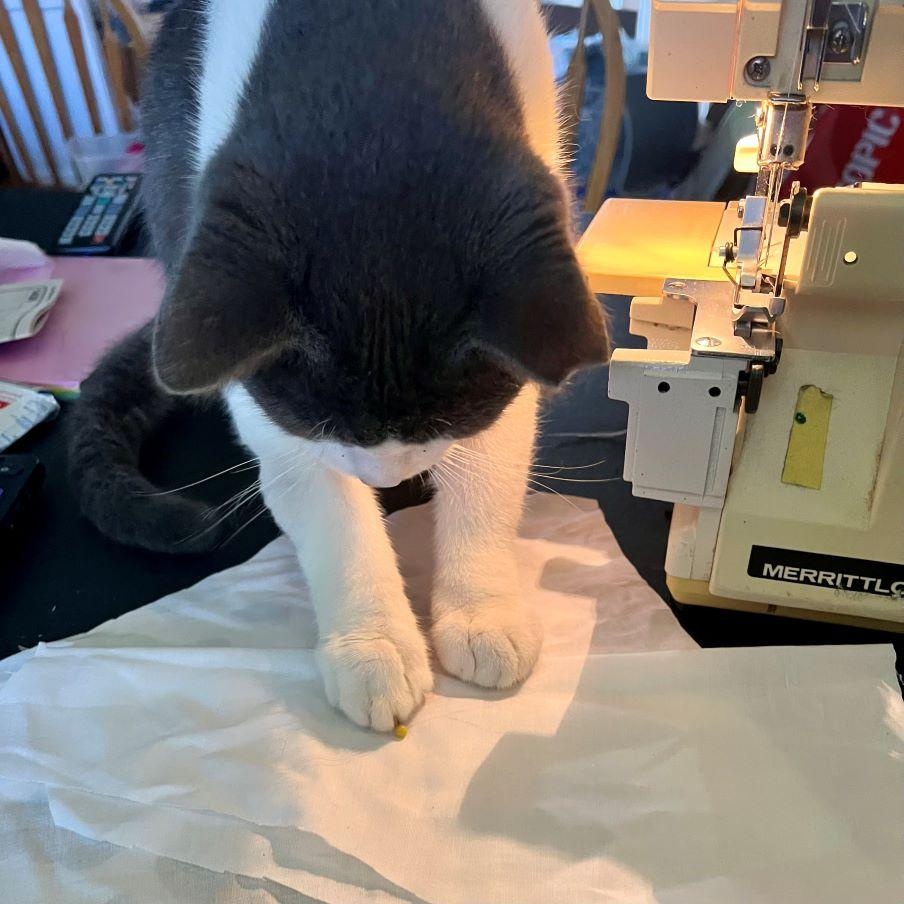 Mr. Kitters photo 6