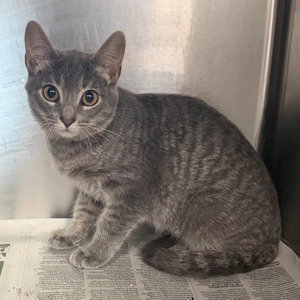 Cotton Candy, Adoptable, Kitten Female Domestic Short Hair.