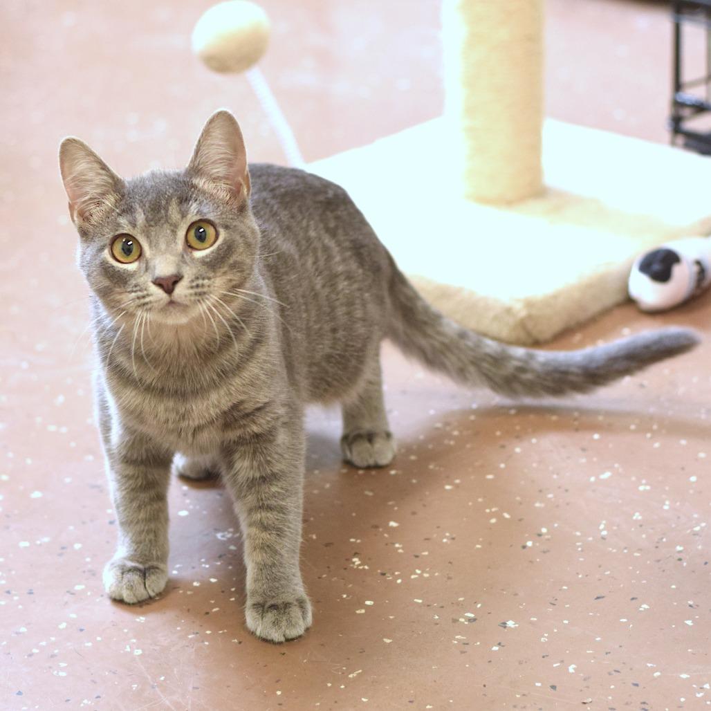 Enlarge Cotton Candy, a Adoptable Domestic Short Hair in Belleville, IL image 3/3