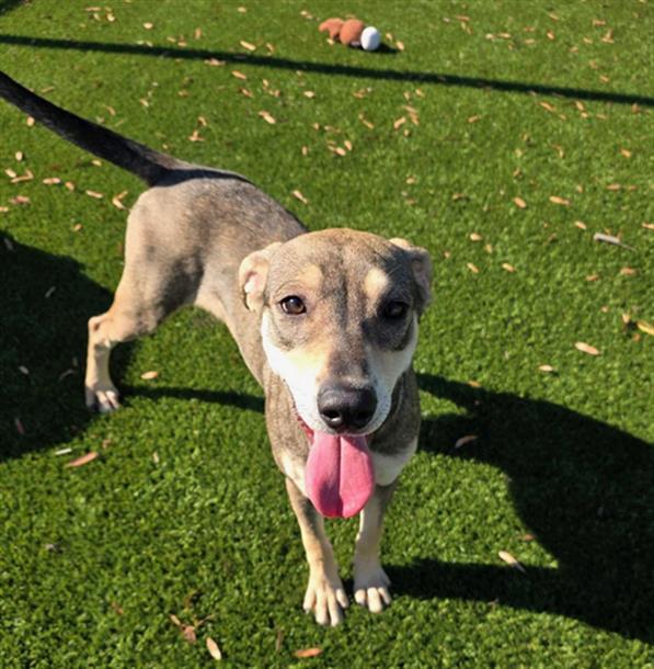 NIKKI, Adoptable, Young Female Labrador Retriever & Hound.