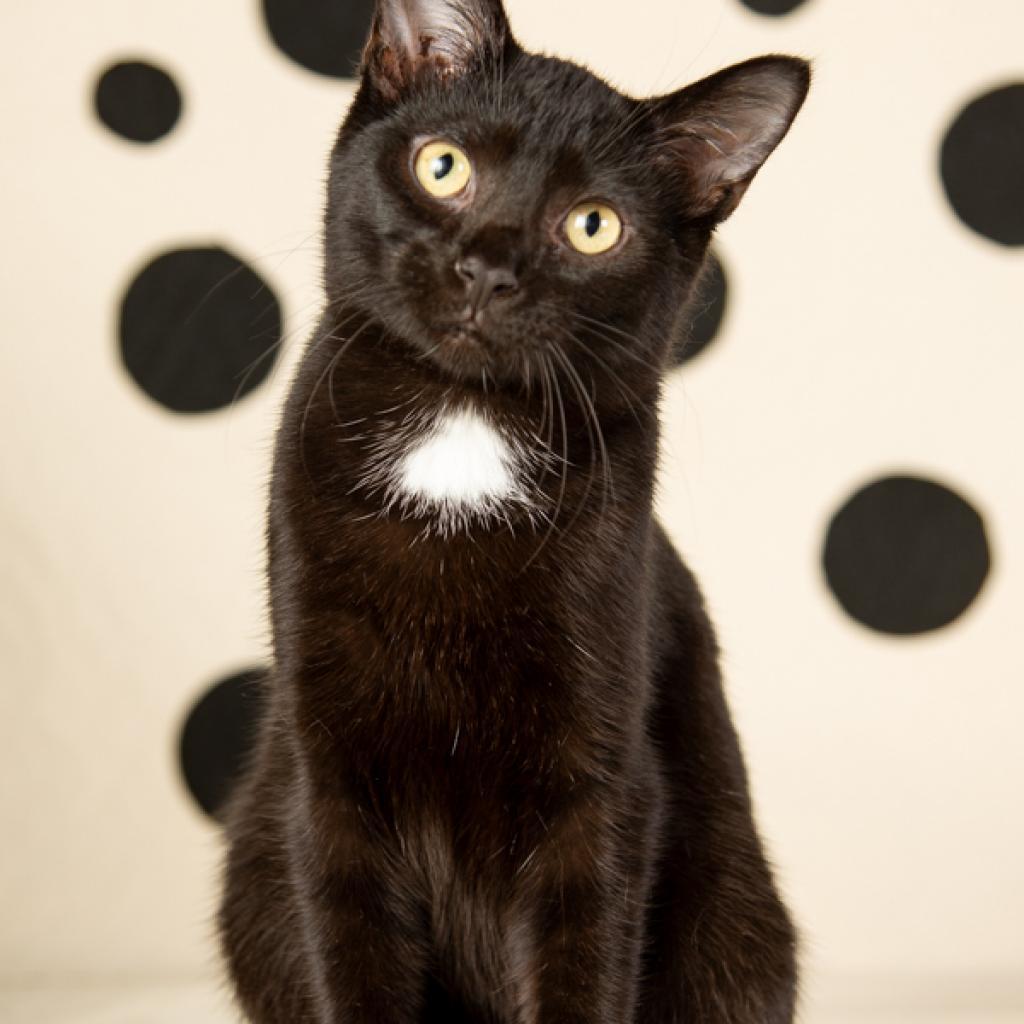 Maserati, Adoptable, Adult Female Domestic Short Hair.