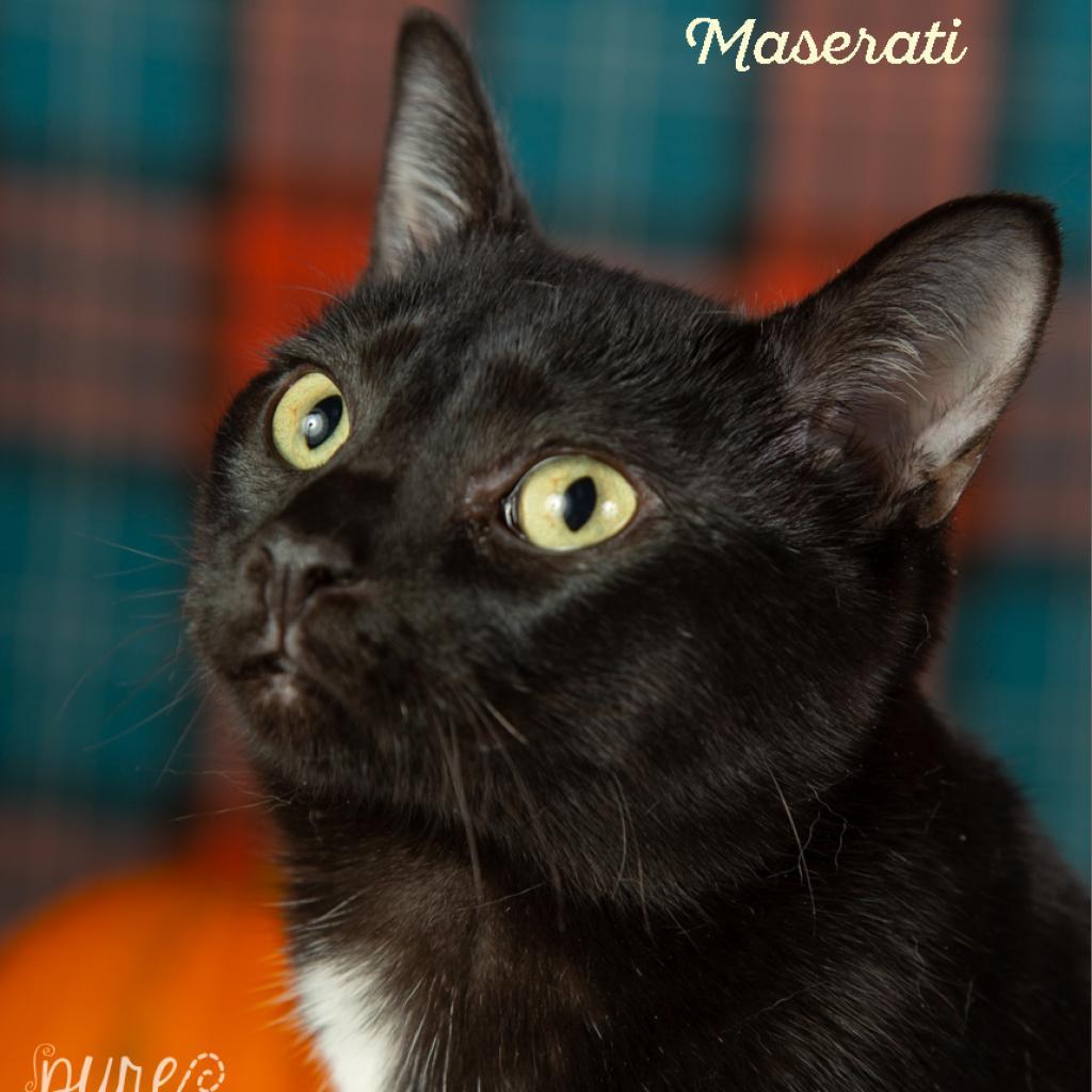 Enlarge Maserati, a Adoptable Domestic Short Hair in Springfield, MO image 2/3