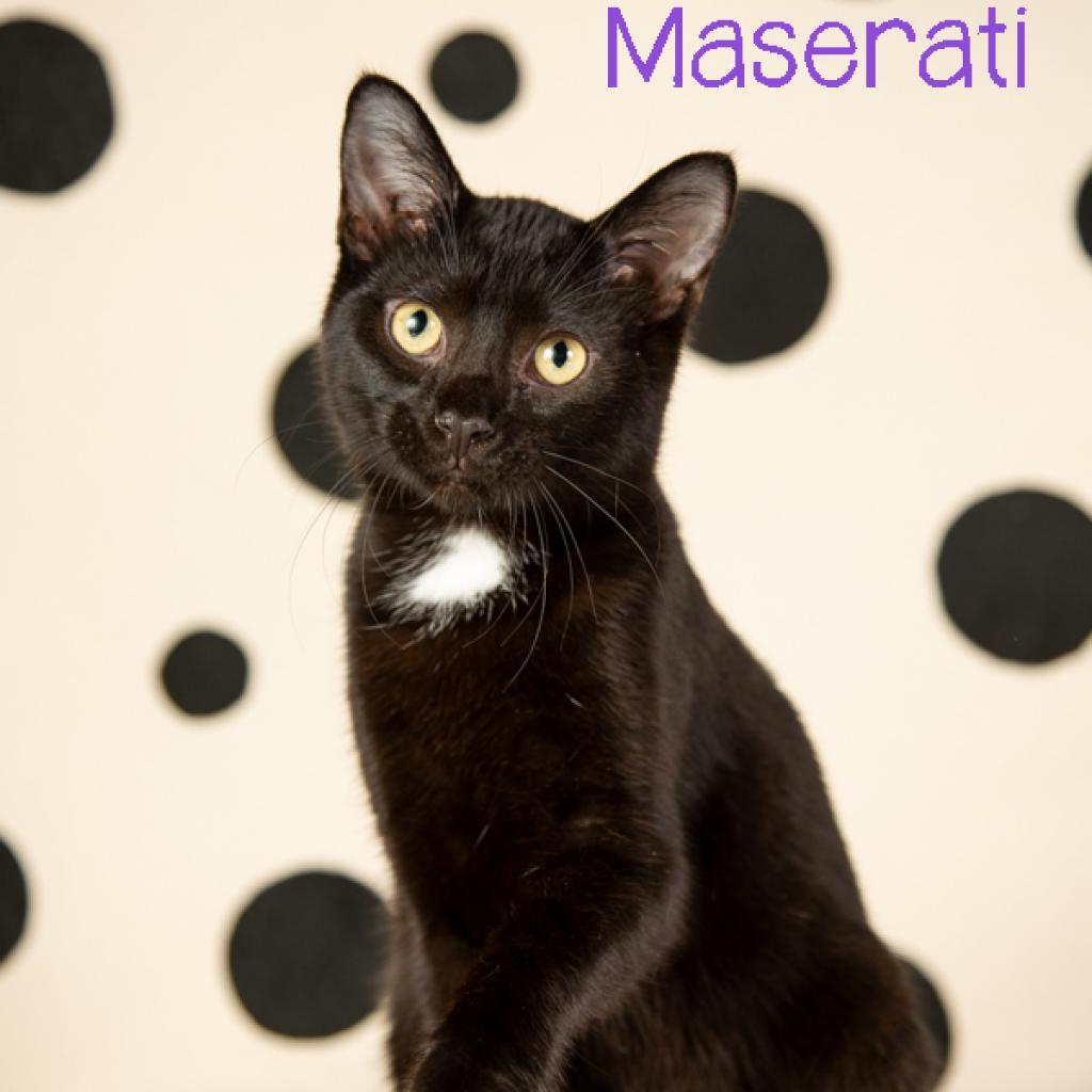 Enlarge Maserati, a Adoptable Domestic Short Hair in Springfield, MO image 3/3