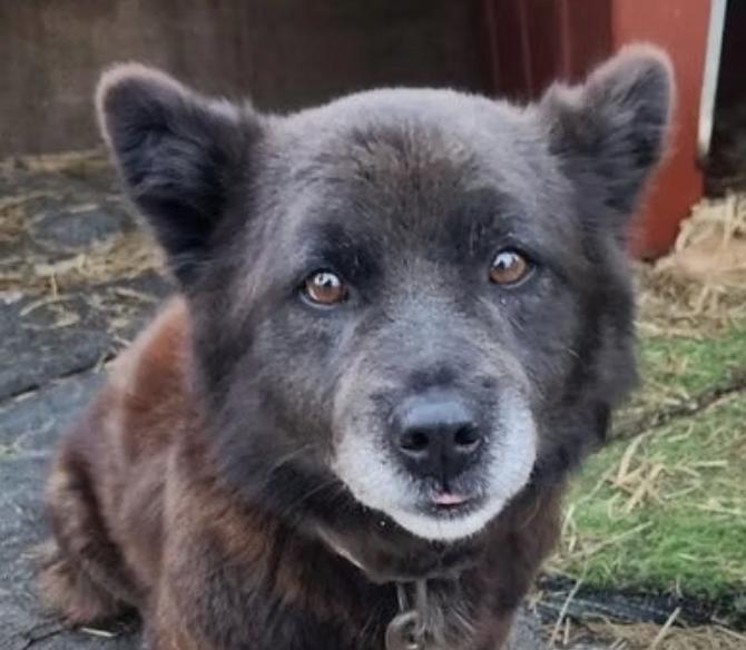 Burrito, ADOPTABLE, Senior Male Corgi & Chihuahua.