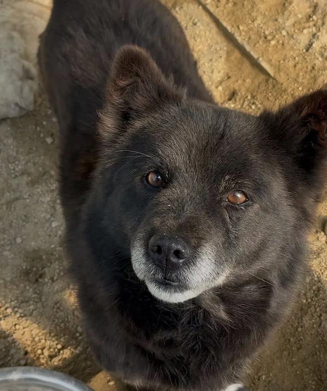 Enlarge Burrito, a ADOPTABLE mixed breed in los angeles, CA image 2/5