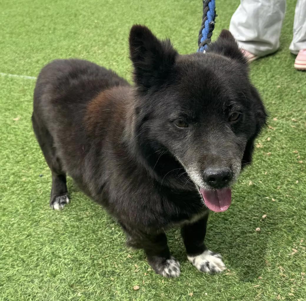 Enlarge Burrito, a ADOPTABLE mixed breed in los angeles, CA image 4/5