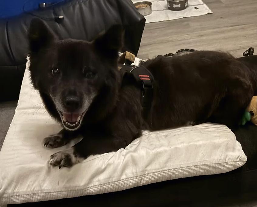 Enlarge Burrito, a ADOPTABLE mixed breed in los angeles, CA image 5/5