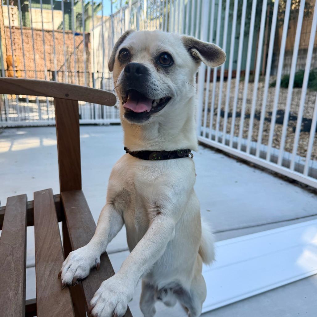 Roy, Adoptable, Adult Male Pug.