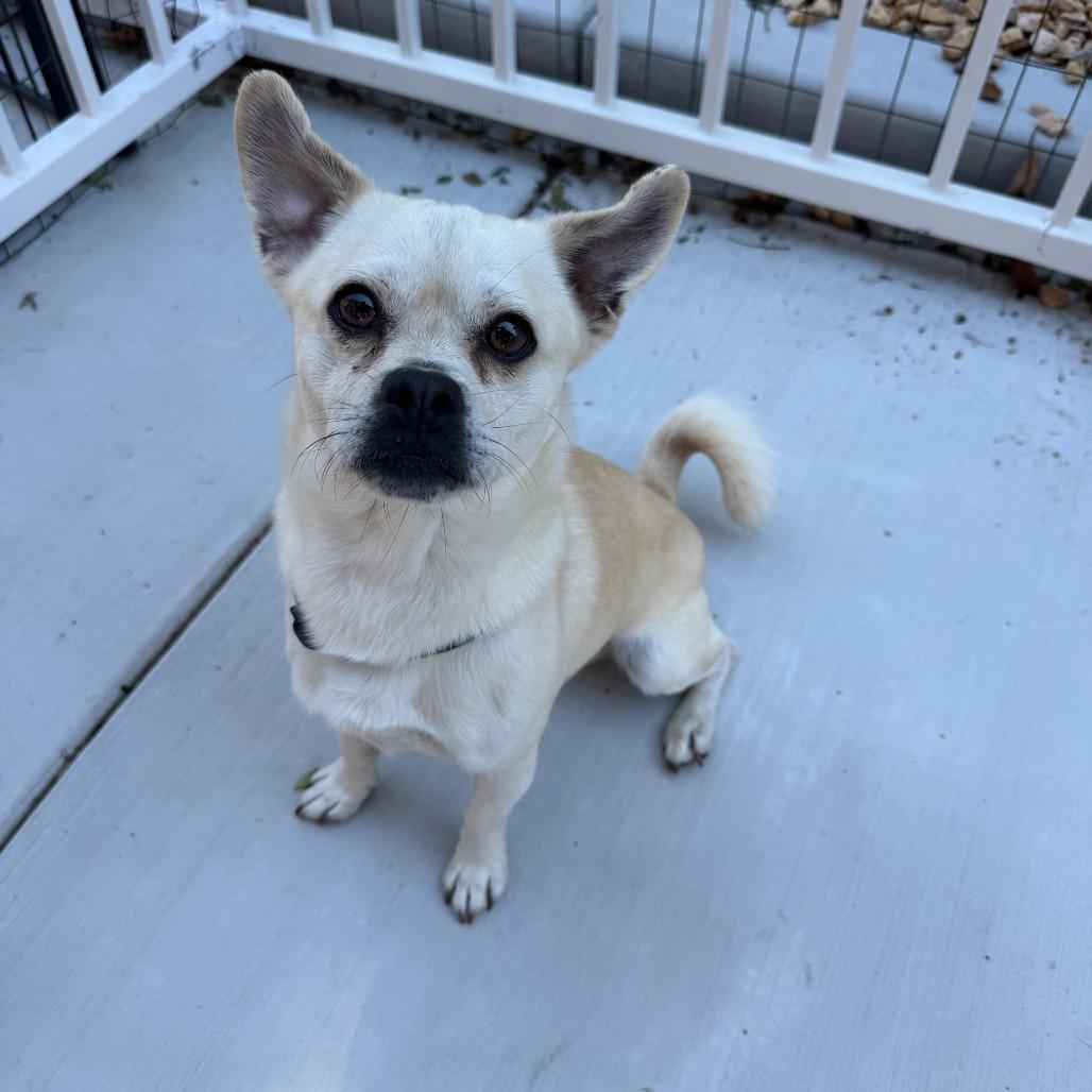 Enlarge Roy, a Adoptable Pug in Agoura Hills, CA image 2/6