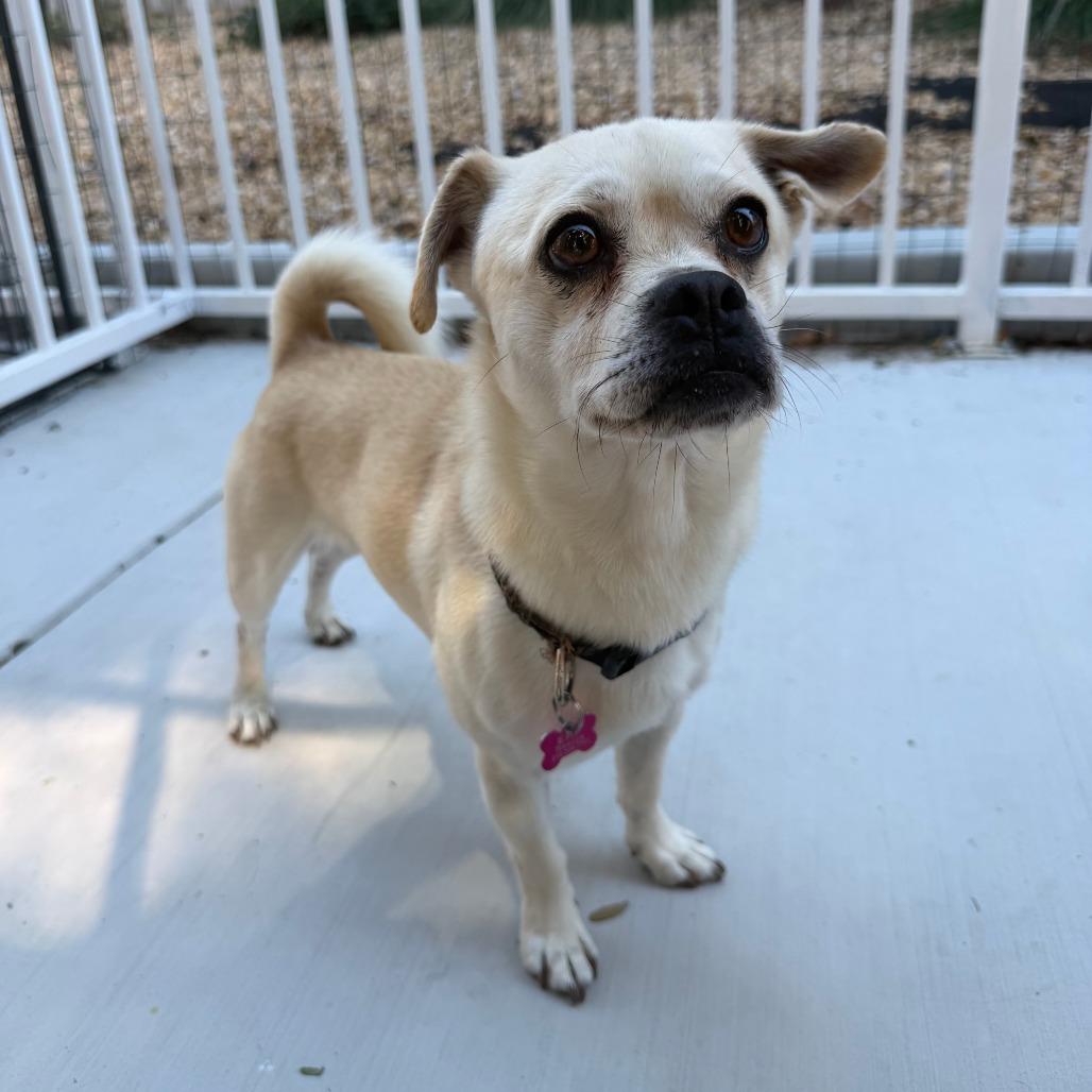 Enlarge Roy, a Adoptable Pug in Agoura Hills, CA image 3/6