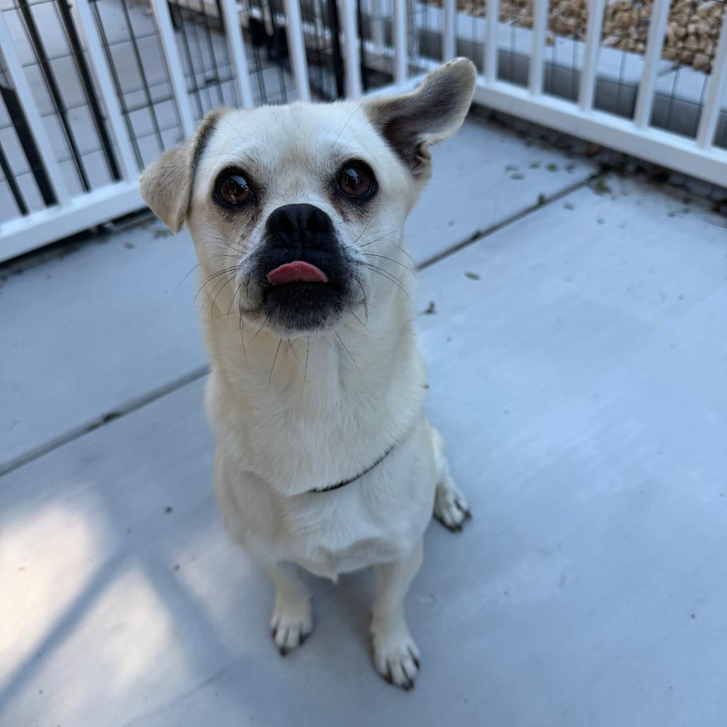 Enlarge Roy, a Adoptable Pug in Agoura Hills, CA image 4/6