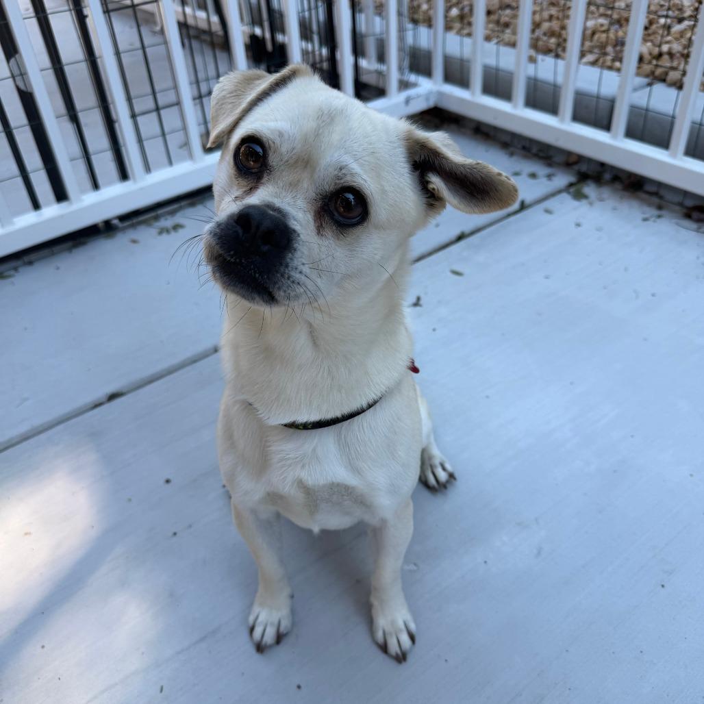 Enlarge Roy, a Adoptable Pug in Agoura Hills, CA image 5/6
