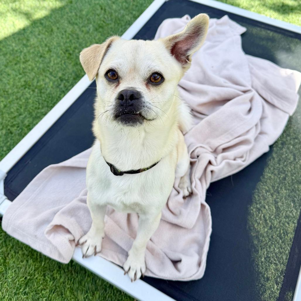 Enlarge Roy, a Adoptable Pug in Agoura Hills, CA image 6/6