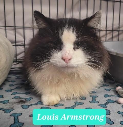 Louis Armstrong-Sponsored, a Adoptable mixed breed in Richmond, IN image 1/5