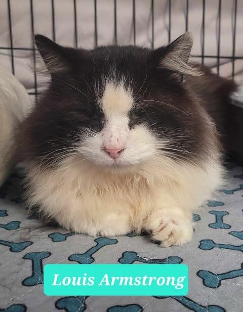 Louis Armstrong-Sponsored, a Adoptable mixed breed in Richmond, IN image 4/5