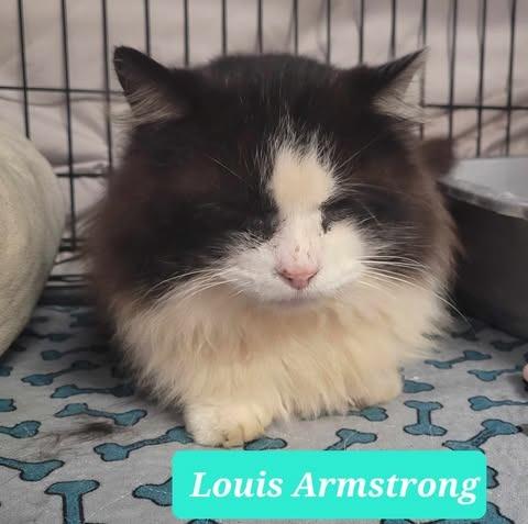 Louis Armstrong-Sponsored, a Adoptable mixed breed in Richmond, IN image 5/5