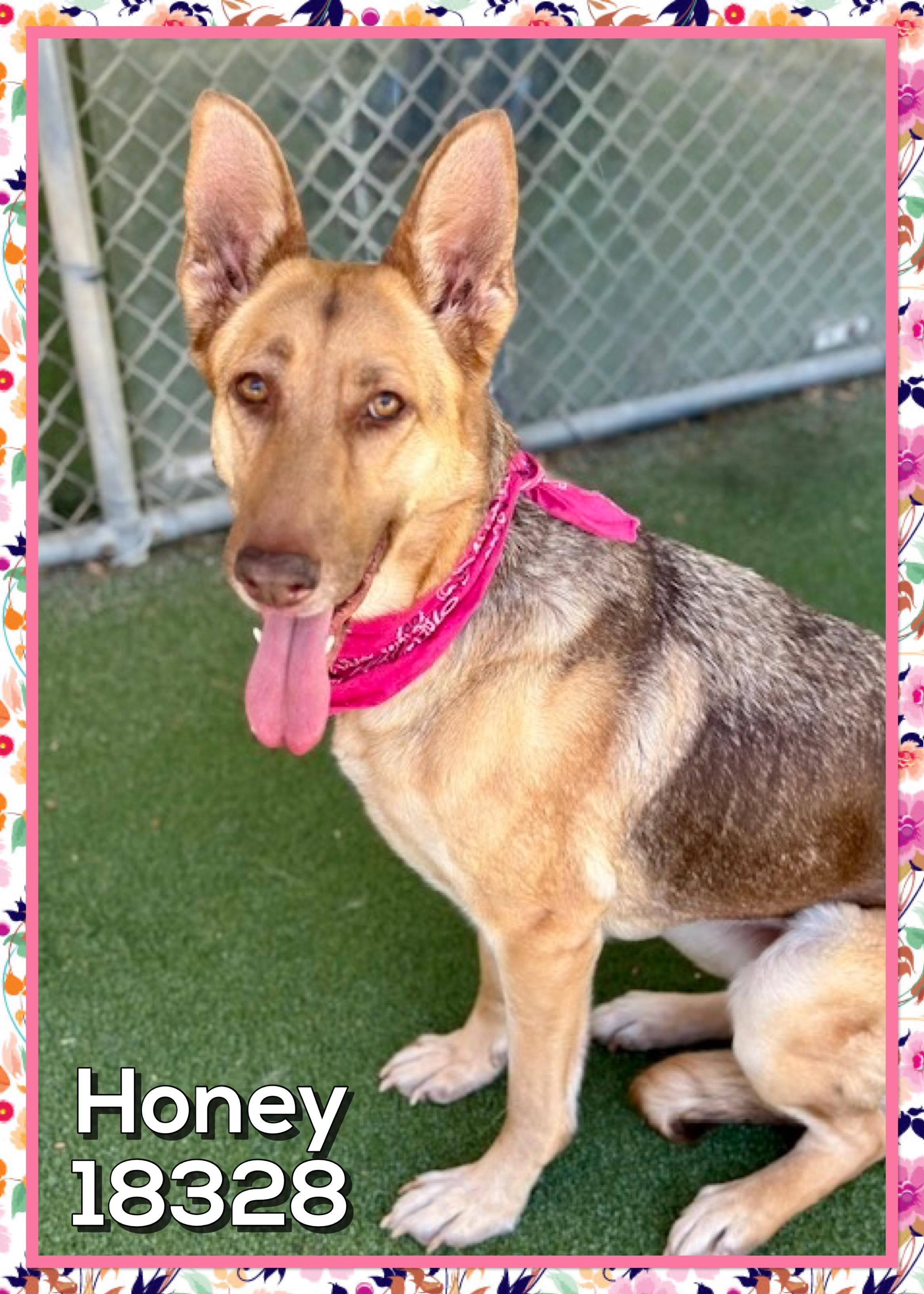 Enlarge HONEY, an adopted mixed breed in Marietta, GA image 3/4