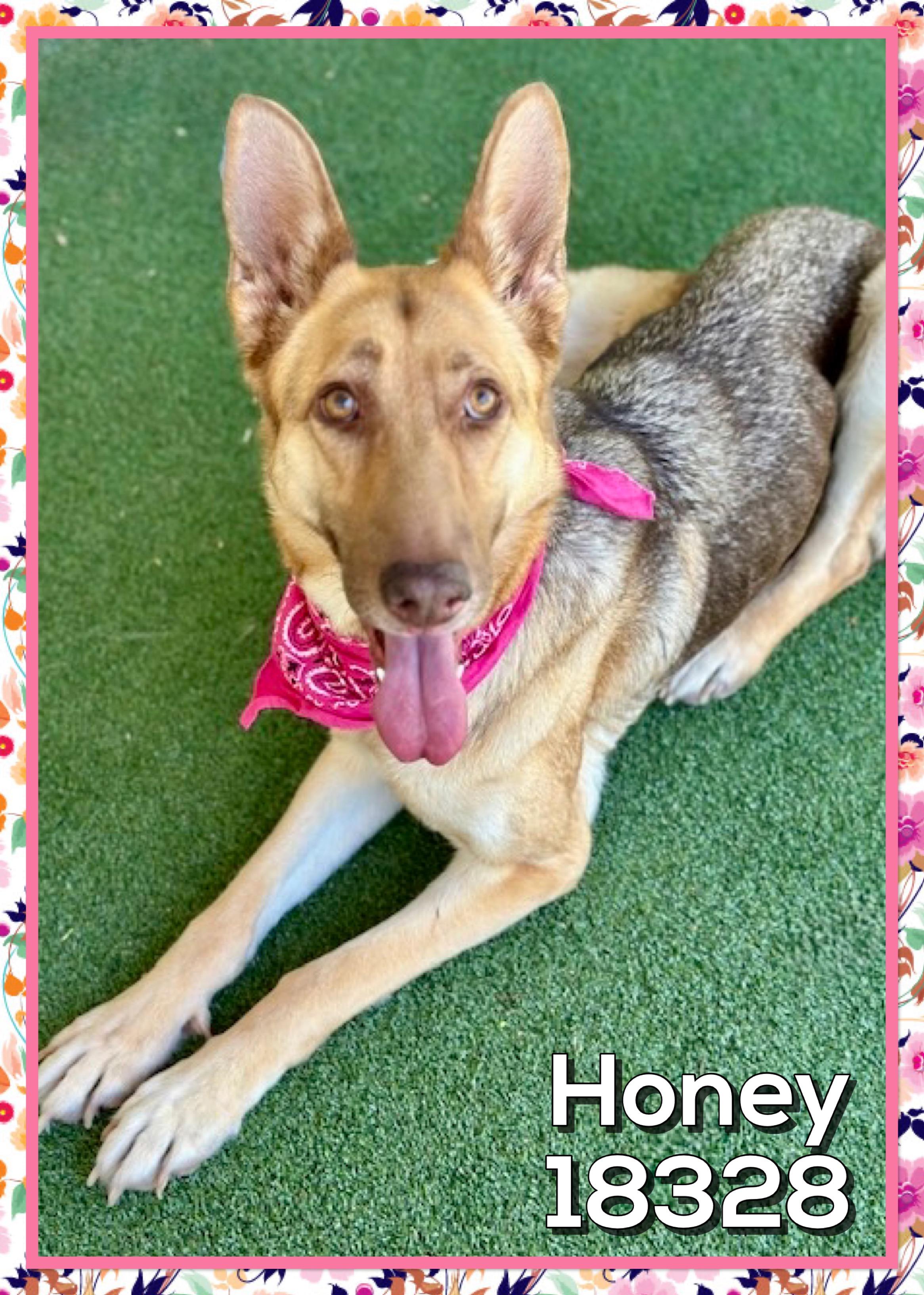 Enlarge HONEY, an adopted mixed breed in Marietta, GA image 4/4