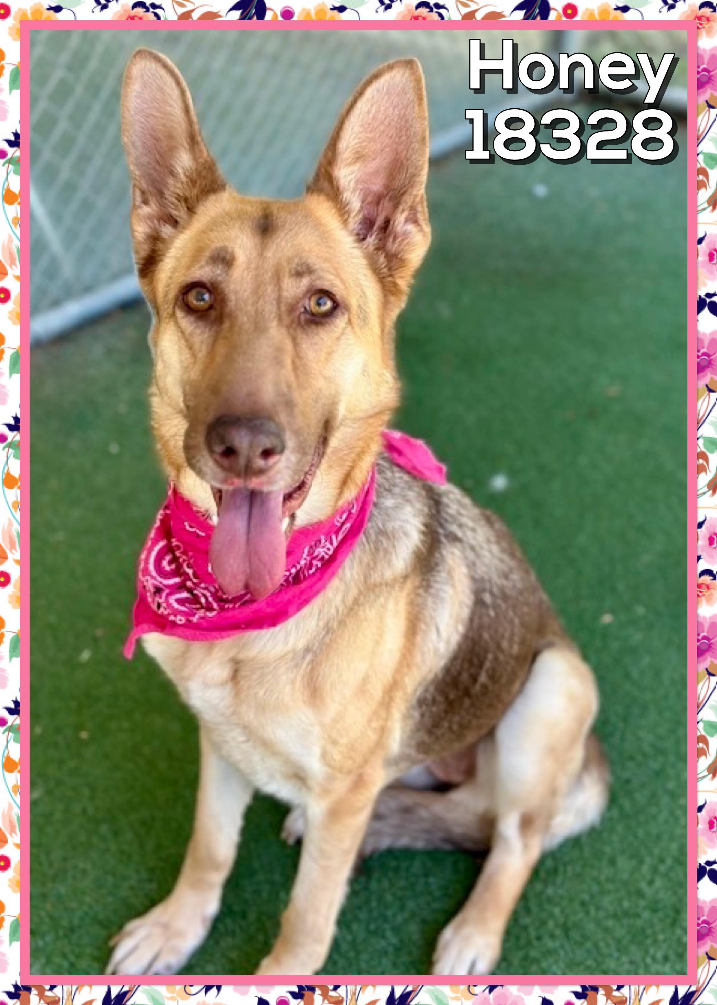 Enlarge HONEY, an adopted mixed breed in Marietta, GA image 2/4