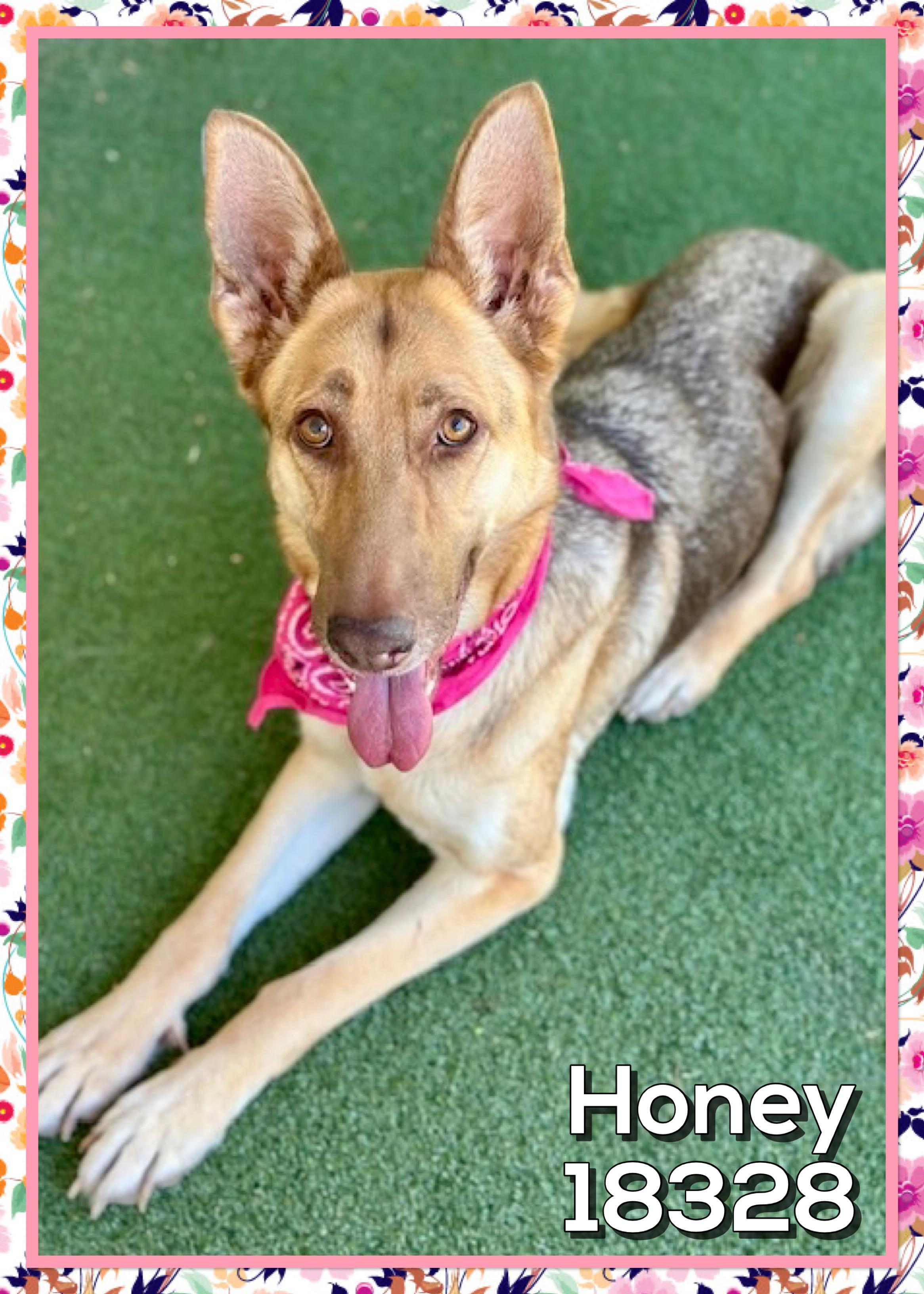 Enlarge HONEY, an adopted mixed breed in Marietta, GA image 1/4