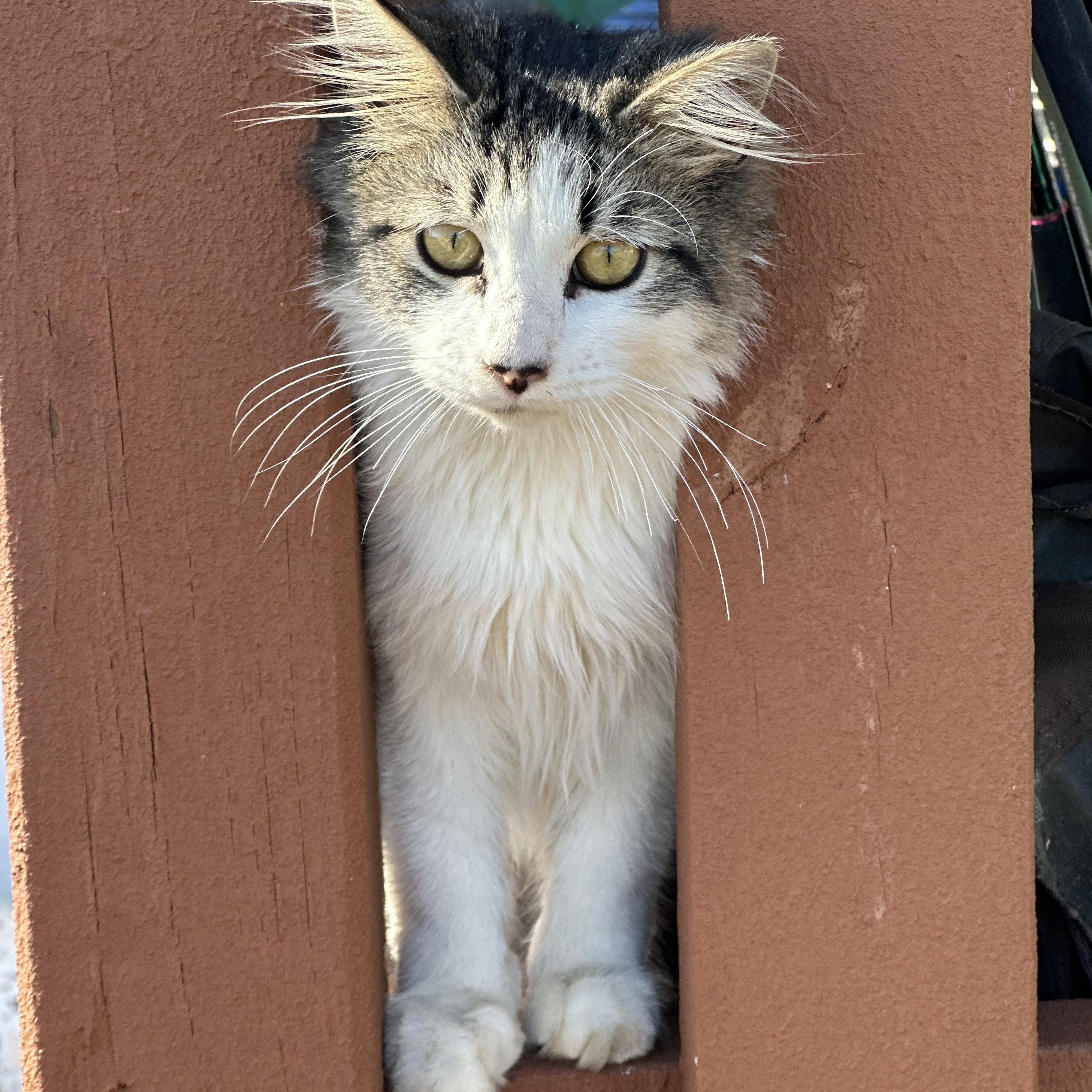 Enlarge Miko, a ADOPTABLE Domestic Long Hair in Greensboro, NC image 1/3