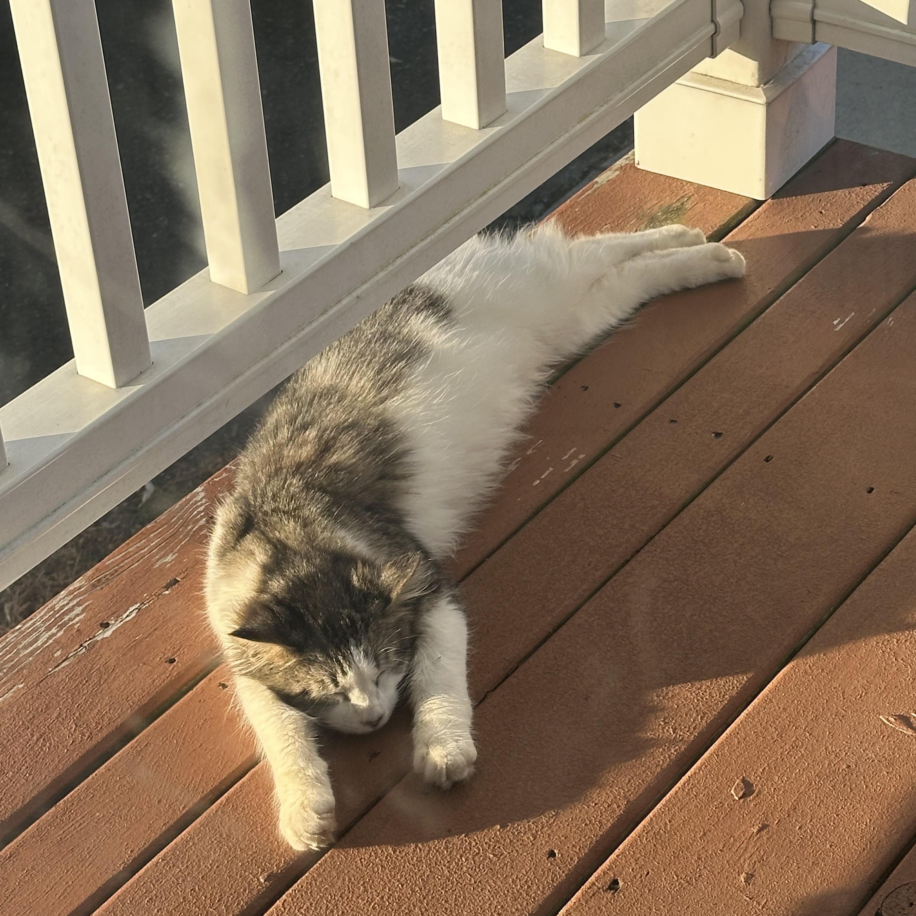 Enlarge Miko, a ADOPTABLE Domestic Long Hair in Greensboro, NC image 3/3
