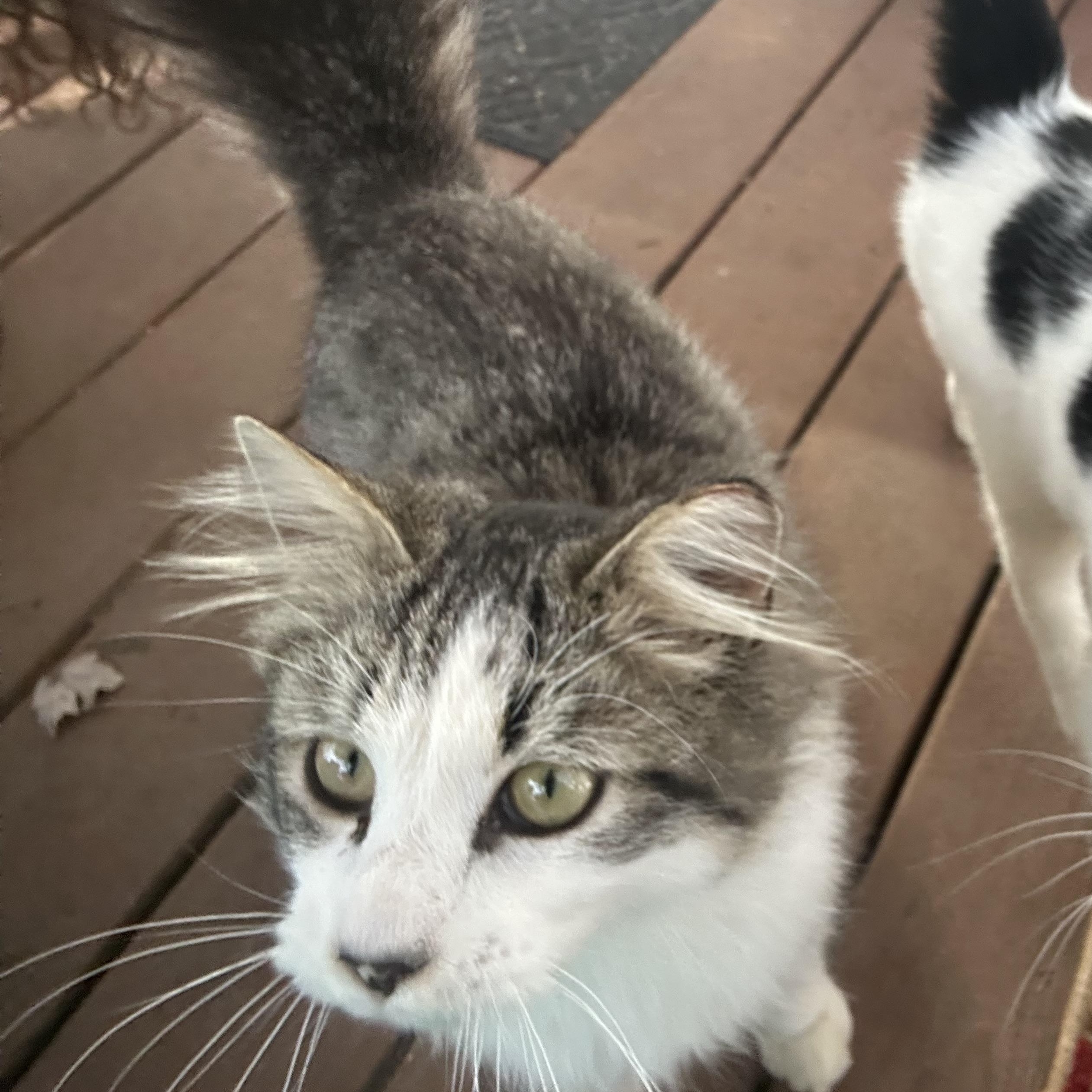 Enlarge Miko, a ADOPTABLE Domestic Long Hair in Greensboro, NC image 2/3