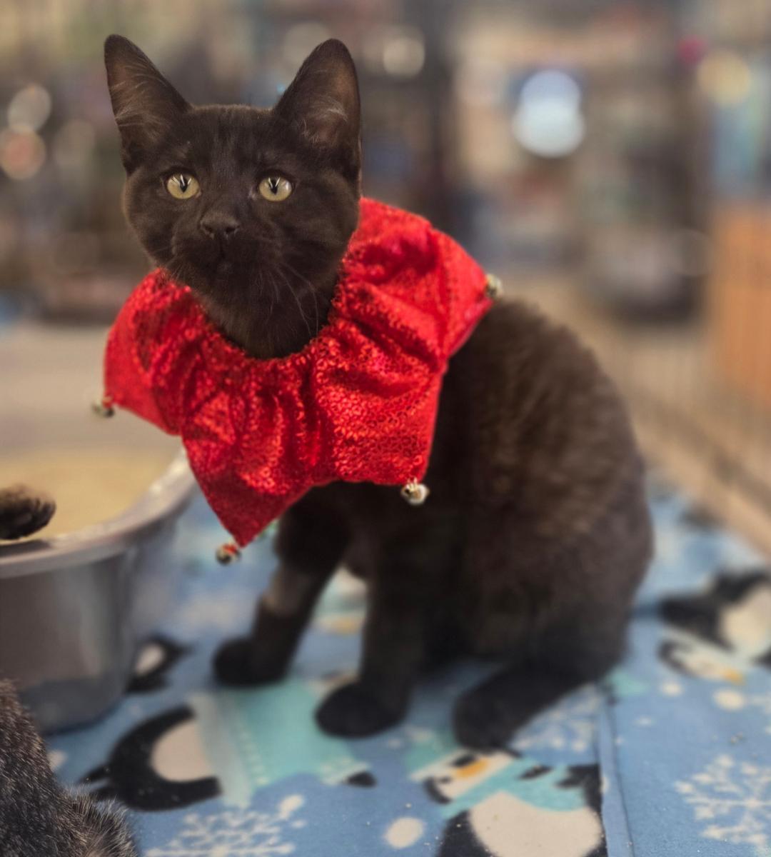 Danny (sisters are Rizzo, Sandy, & Frenchie), a Adoptable Domestic Short Hair in Brighton, MI image 2/5