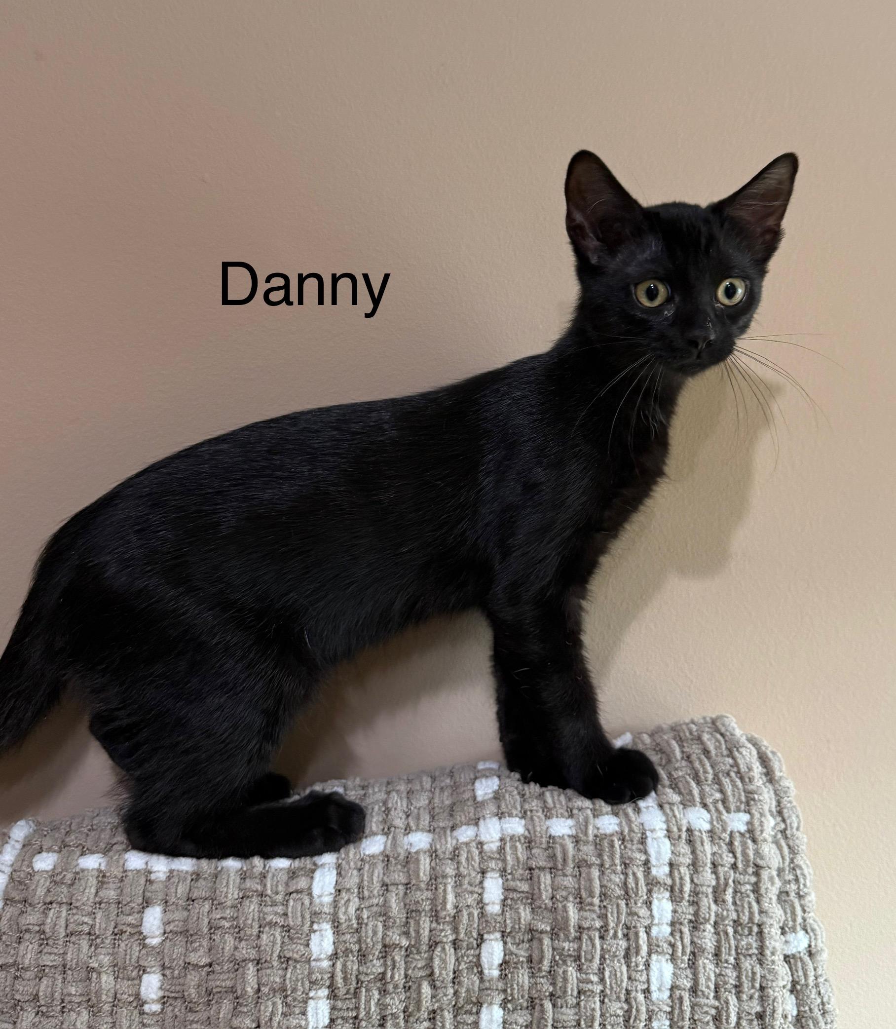 Danny (sisters are Rizzo, Sandy, & Frenchie), a Adoptable Domestic Short Hair in Brighton, MI image 3/5