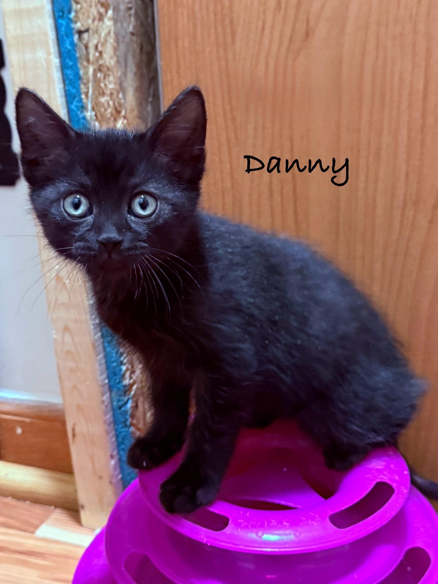 Danny (sisters are Rizzo, Sandy, & Frenchie), a Adoptable Domestic Short Hair in Brighton, MI image 5/5