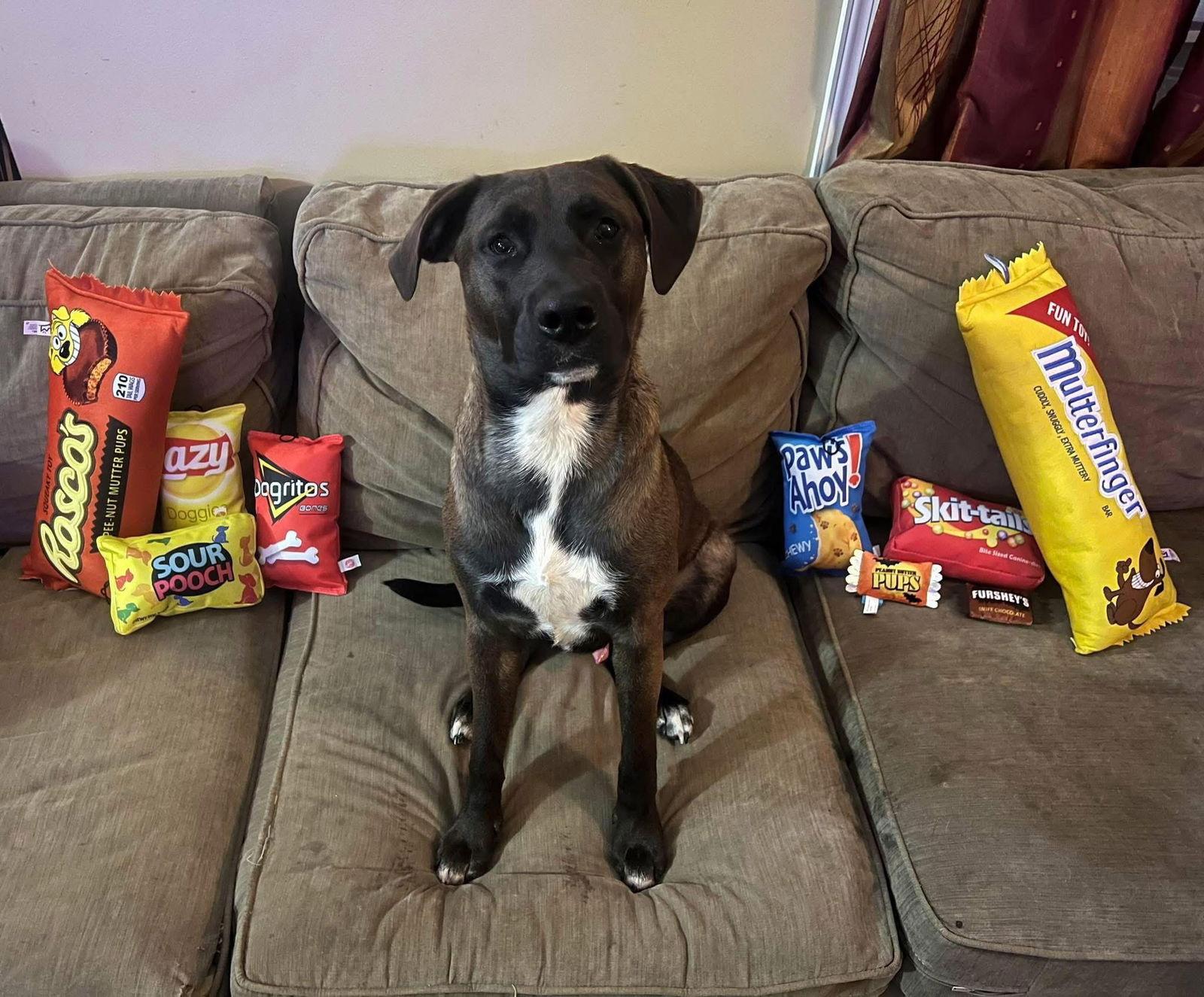 Enlarge Loki 0556, a Adoptable Labrador Retriever in Stephens City, VA image 1/3