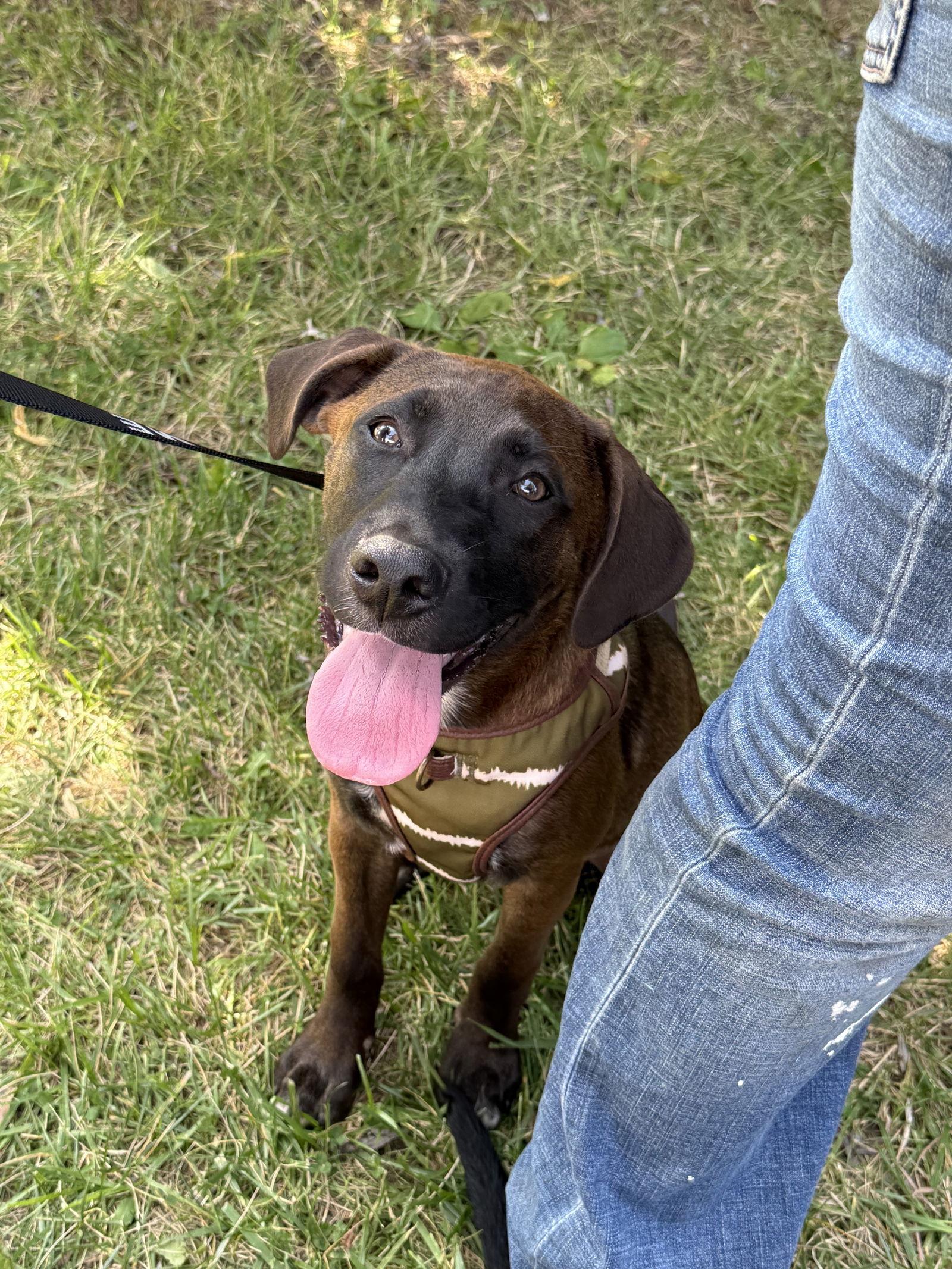 Loki 0556, Adoptable, Puppy Male Labrador Retriever.