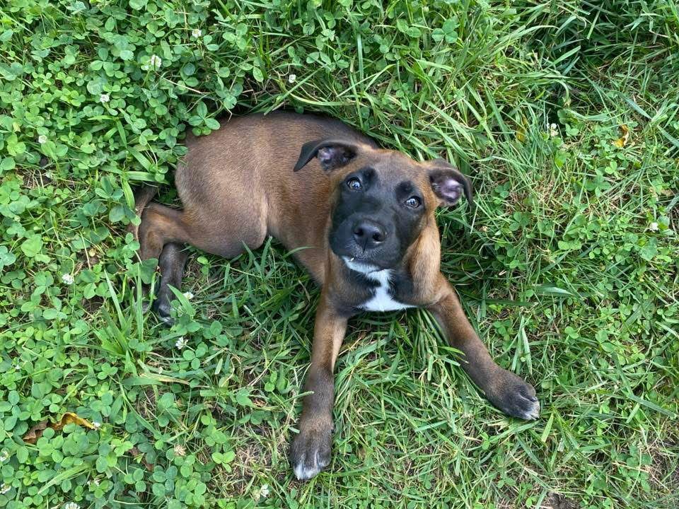 Enlarge Loki 0556, a Adoptable Labrador Retriever in Stephens City, VA image 2/3