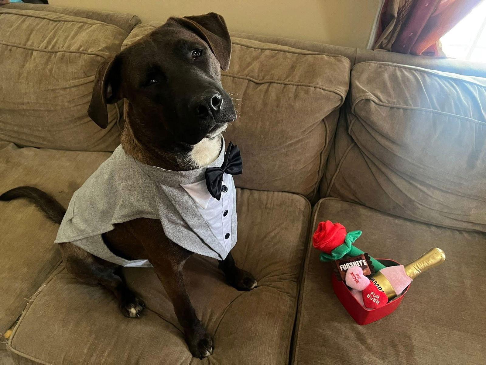 Enlarge Loki 0556, a Adoptable Labrador Retriever in Stephens City, VA image 2/3