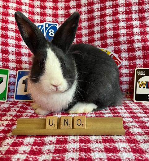 Enlarge Uno, a Adoptable Dutch in Livermore, CA image 1/5