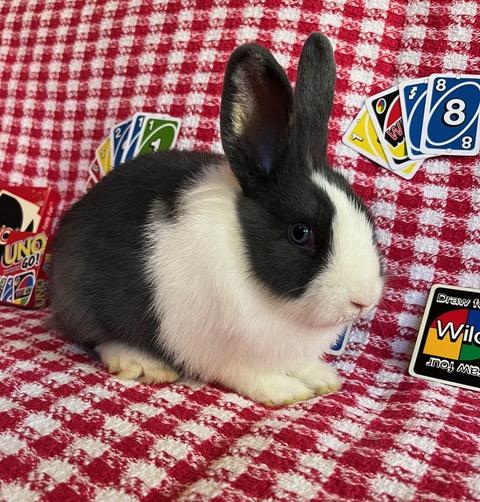 Enlarge Uno, a Adoptable Dutch in Livermore, CA image 3/5