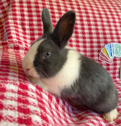 Enlarge Uno, a Adoptable Dutch in Livermore, CA image 4/5